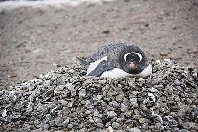 这款主打辩论的游戏，却让玩家玩起了“杀人棒球”